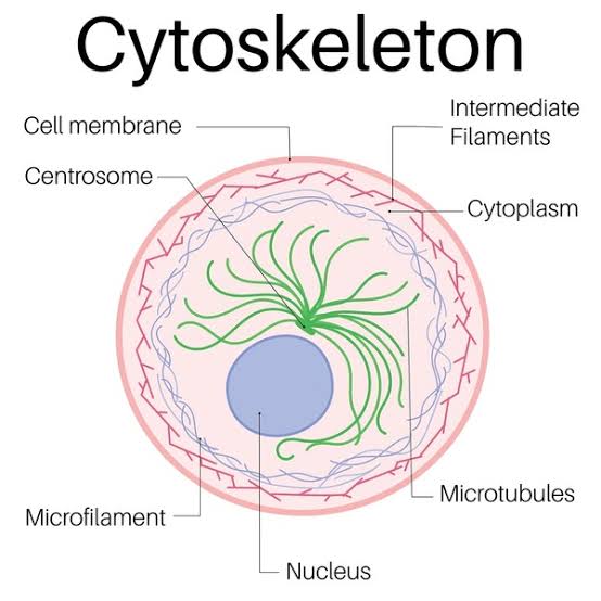 Cytoskeleton diagram