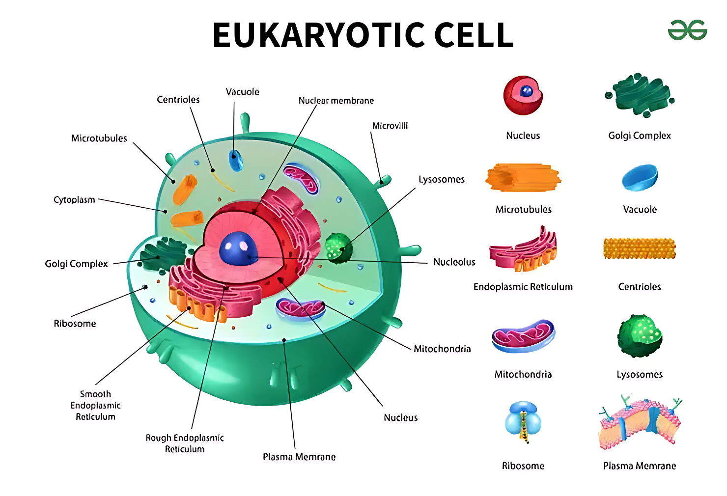 Eukaryotic cell diagram