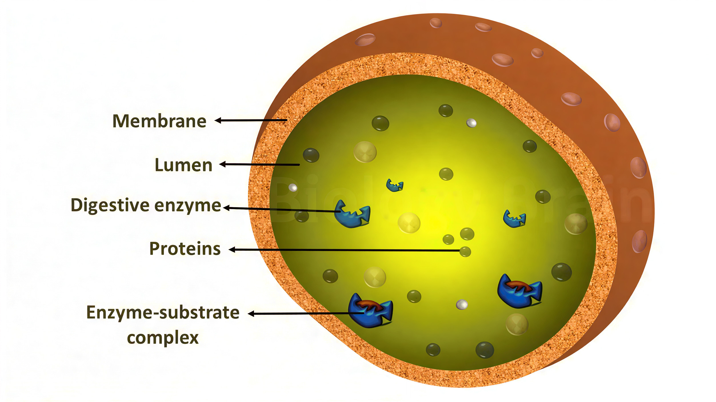 Lysosome diagram