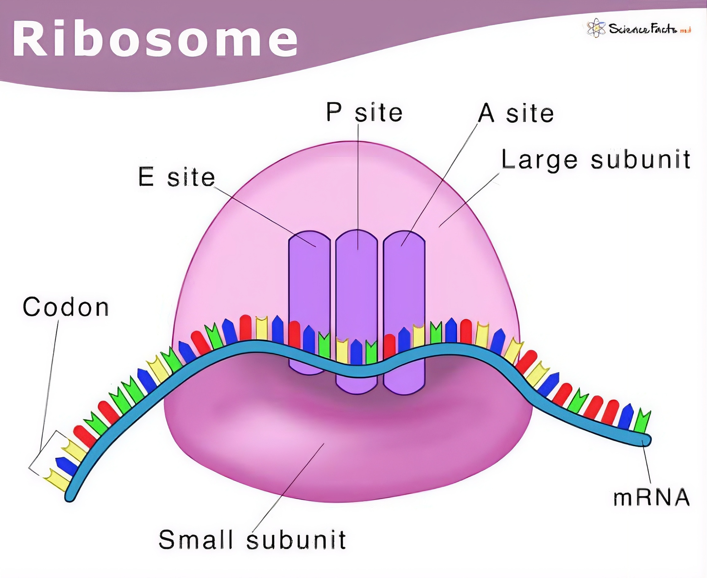 Ribosome diagram