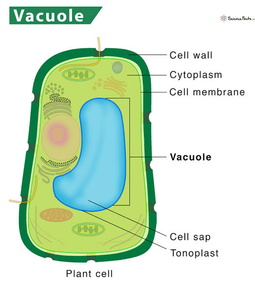 Vacuole diagram